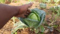 Green Cabbage in vegetable garden.